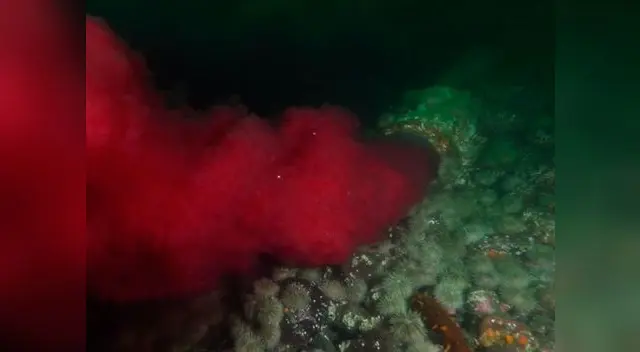 Tubo que vierte sangre en el Océano Pacífico