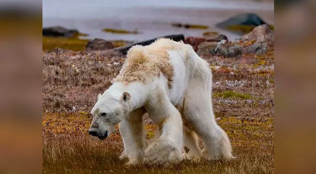 Oso polar muere de hambre debido a los efectos del calentamiento global Oso polar muere de hambre debido a los efectos del calentamiento global