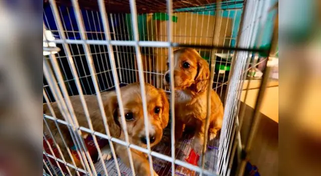 Rescatan cachorros en el Cercado de Lima 