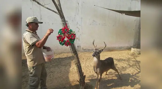 Navidad en el zoológico de Huachipa