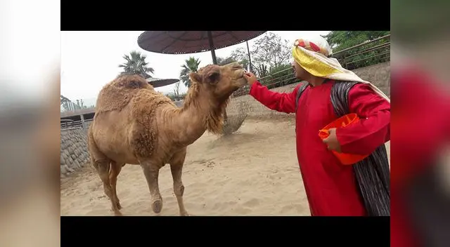 Navidad en el zoológico de Huachipa