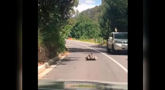 Pelea de Koalas en Australia