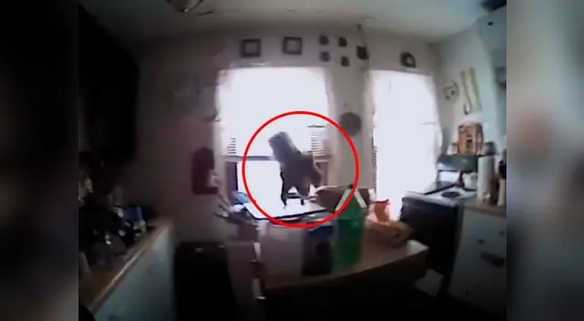 Furiosa ardilla ataca a dos agentes policiales