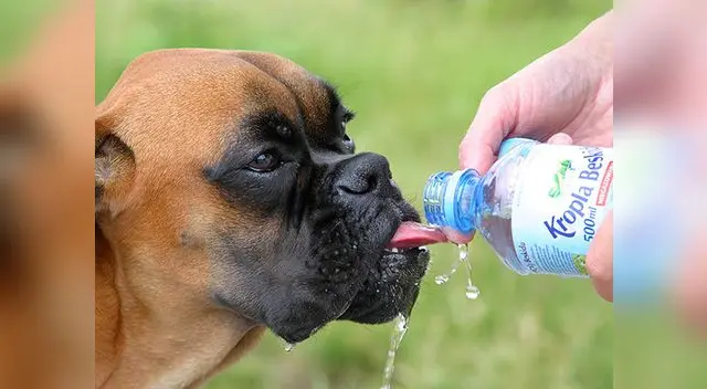 Los perros braquicéfalos (de morro chato) son más propensos a padecer una insolación. Por eso, se recomienda colocar al alcance del animal un envase con agua fresca para mantenerlo hidratado