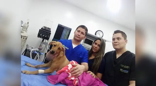 Un grupo de médicos operaron con éxito a una cachorra en Colombia.   