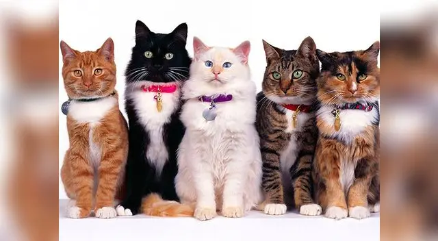 Hay que tener cuidado con el tratamiento de la gingivitis en los gatos