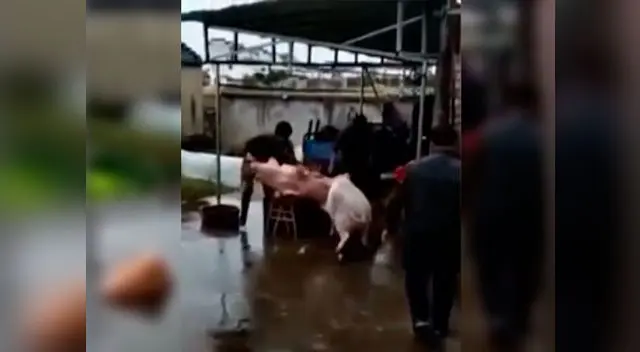 Cerdo se vuelve viral al ayudar a su amigo para que no lo maten Cerdo se vuelve viral al ayudar a su amigo para que no lo maten