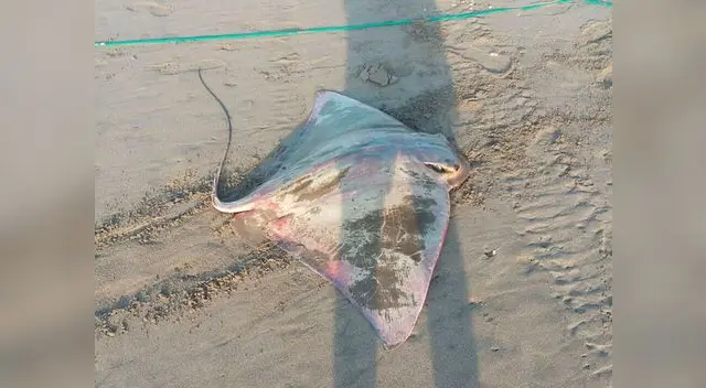 Especies marinas fueron arrojas del mar tras fuerte sismo en Arequipa Especies marinas fueron arrojas del mar tras fuerte sismo en Arequipa