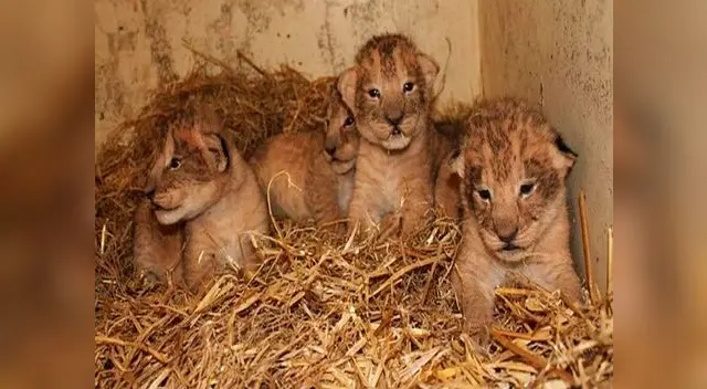 Ahora solo quedan dos leones cachorro en el zoológico Ahora solo quedan dos leones cachorro en el zoológico