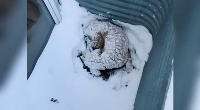 Perrito enfermo estuvo a punto de morir congelado Perrito enfermo estuvo a punto de morir congelado