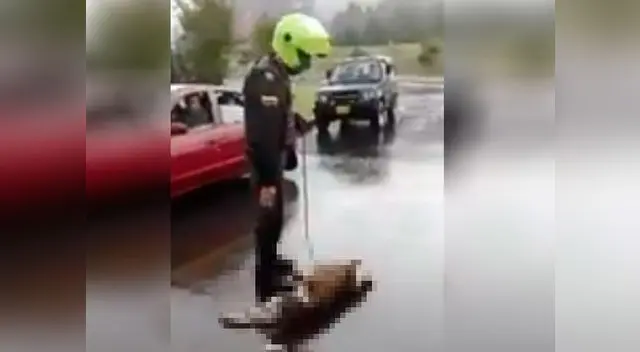 Perrito es arrastrado y humillado por policías en una moto  Perrito es arrastrado y humillado por policías en una moto