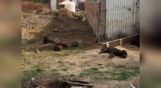 10 Pitbull matan a un hombre para luego comérselo 