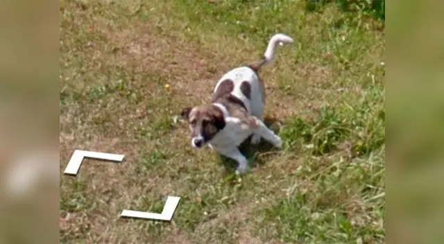 Perro persigue a carro de Google Perro persigue a carro de Google