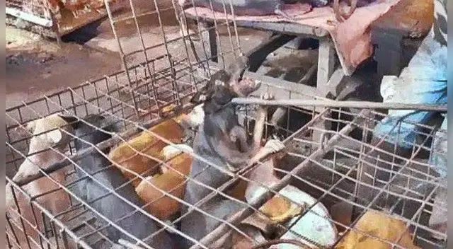 Denuncian masacre y quema de perros en Indonesia Denuncian masacre y quema de perros en Indonesia