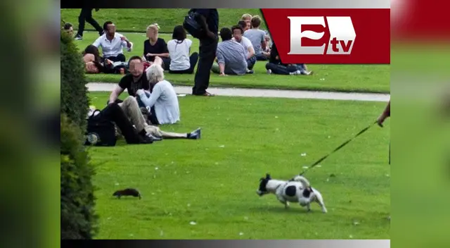 Plaga de ratas invade París, tras desborde de río Sena