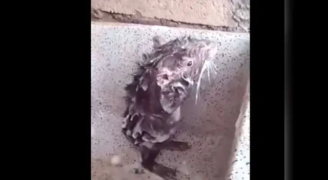 Ratón que se baña como ser humano es la sensación en redes
