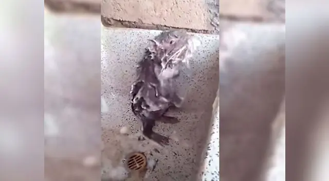 La verdadera razón de porque la ratita que se baña como humano se convirtió en viral La verdadera razón de porque la ratita que se baña como humano se convirtió en viral
