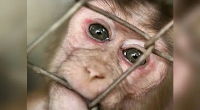 Denuncian a marcas de autos por probar gases con monos y humanos Denuncian a marcas de autos por probar gases con monos y humanos