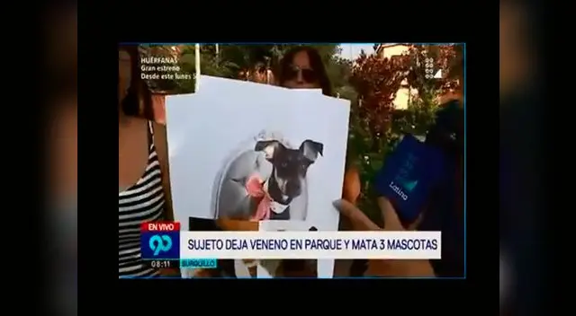 Tres mascotas murieron envenenadas en Surquillo Tres mascotas murieron envenenadas en Surquillo