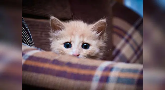 Gatito fue rescatado por policía y vecina lo adoptó Gatito fue rescatado por policía y vecina lo adoptó