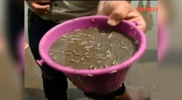 Hallan cientos de gusanos en playa de Chorrillos 