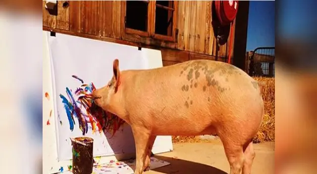 Pigcasso es el único animal que tiene una galería de arte