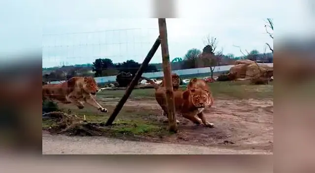 Manada de leones ataca a un auto con dos niños a bordo