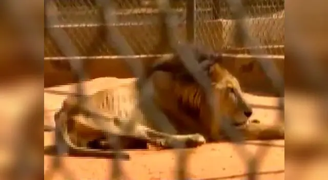 Animales de zoológico son sacrificados para que otros sobrevivan Animales de zoológico son sacrificados para que otros sobrevivan