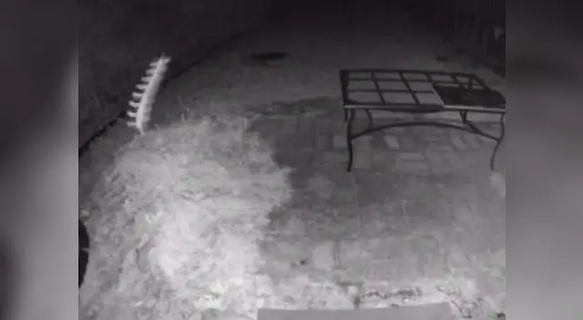 Extraña criatura es captada por una cámara de seguridad