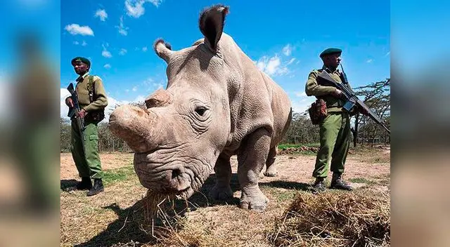 Empeora la salud del último rinoceronte blanco en el mundo Empeora la salud del último rinoceronte blanco en el mundo