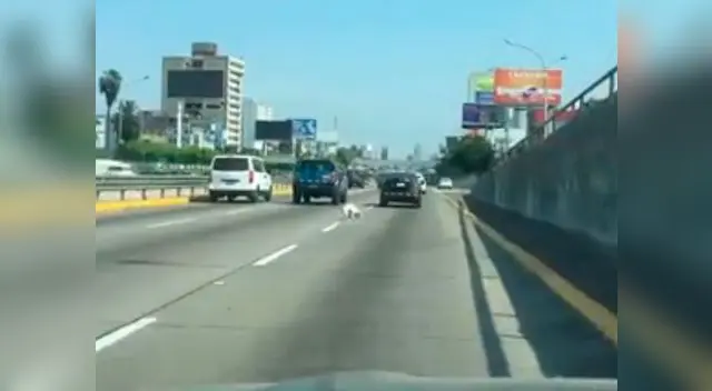 Perro se cae de auto en plena Vía Expresa Perro se cae de auto en plena Vía Expresa