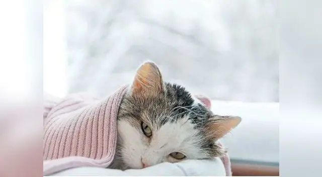 Tu minino necesita interacción contigo y más juegos Tu minino necesita interacción contigo y más juegos