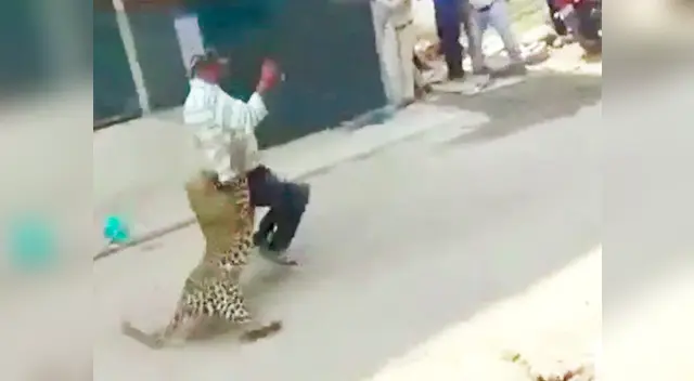 Leopardo salvaje ataca a pobladores en una ciudad en la India Leopardo salvaje ataca a pobladores en una ciudad en la India