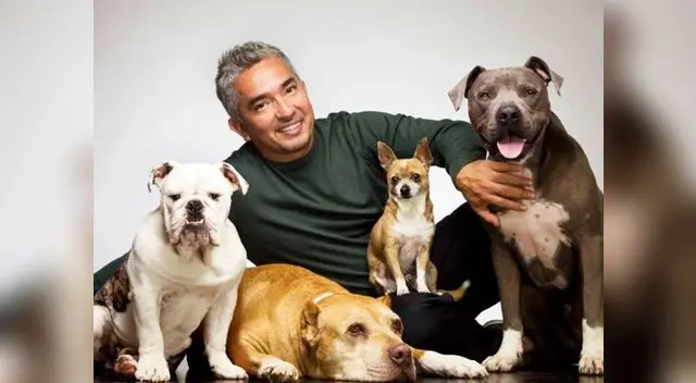 Los perros de César Millán evitan que ladrón saquee su casa 