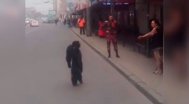 Video viral de chimpancé  causa sensación en las redes