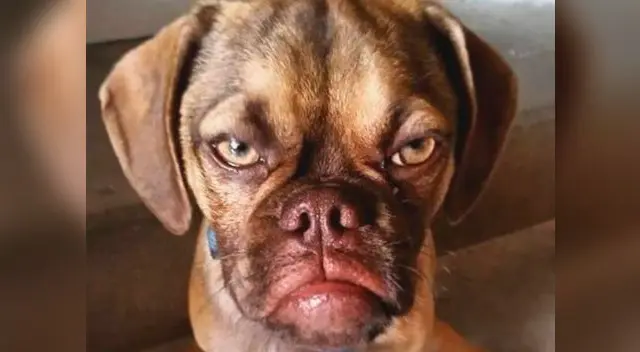 Los dueños desencadenan conductas no deseadas en sus mascotas Los dueños desencadenan conductas no deseadas en sus mascotas