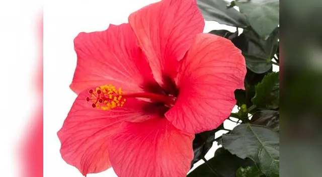 Las partes de una planta y sus funciones básicas: conoce todo sobre la flor Las partes de una planta y sus funciones básicas: conoce todo sobre la flor