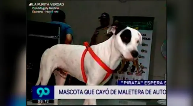Perro "pirata" Perro "pirata"