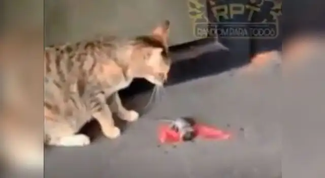 Genial escape de roedor en Facebook