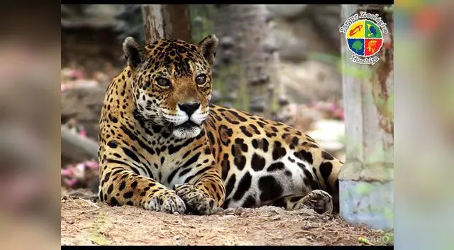 Animales de Huachipa deleitarán al público Animales de Huachipa deleitarán al público