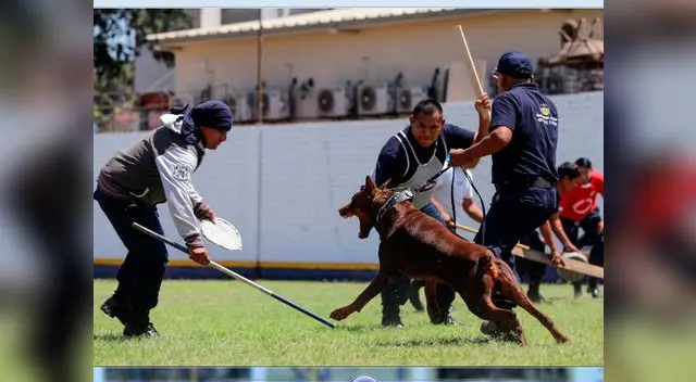 Perros combaten delincuencia en las calles Perros combaten delincuencia en las calles