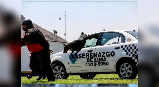 Perros entrenados combaten delincuencia Perros entrenados combaten delincuencia