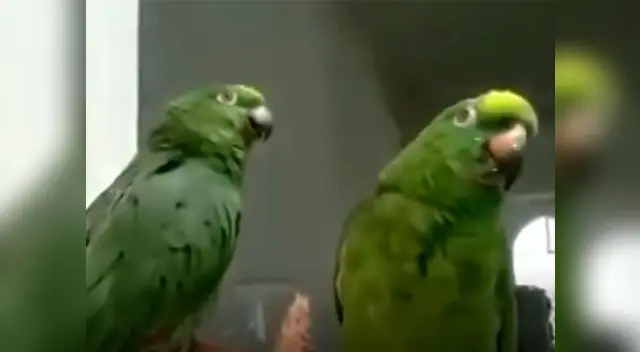 Video de loros cantantes es viral en YouTube Video de loros cantantes es viral en YouTube
