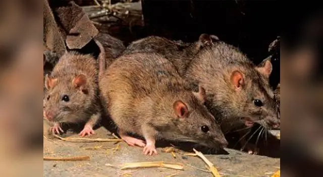 Ratas causan terror a amigos