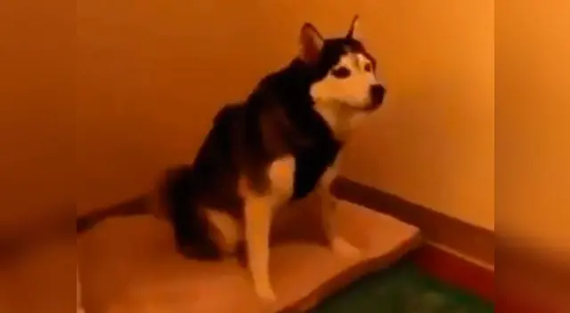 Perro sorprende con último estornudo 