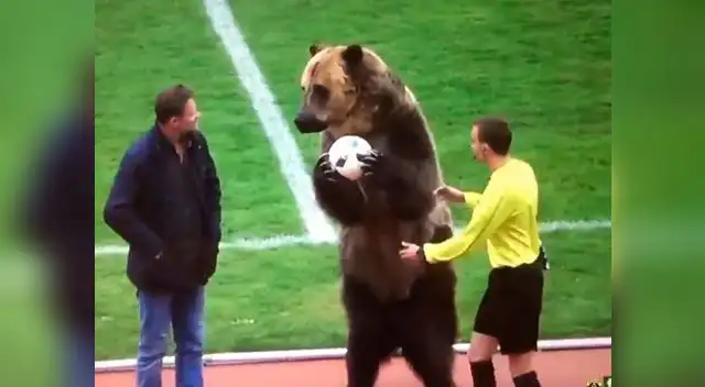 Oso sorprende las redes al entregar un balón para dar inicio a un partido en Rusia Oso sorprende las redes al entregar un balón para dar inicio a un partido en Rusia