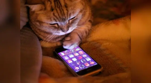 Atrapan a gatos entrenados para llevar celulares a cárcel Atrapan a gatos entrenados para llevar celulares a cárcel