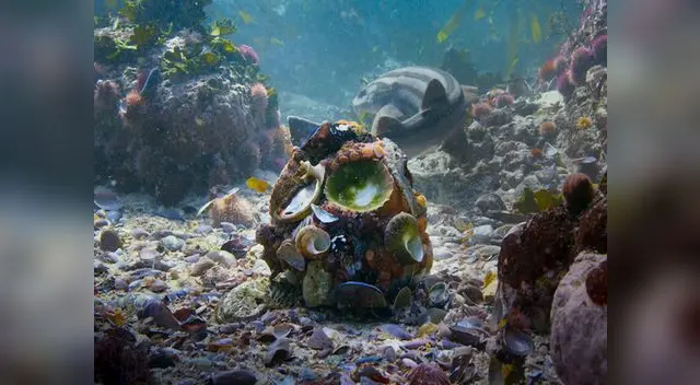 "Planeta Azul II" muestra las riquezas del océano "Planeta Azul II" muestra las riquezas del océano