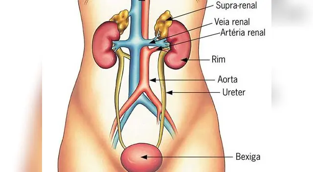 Conoce las principales funciones del aparato urinario del cuerpo humano.
