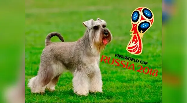 Paquete a Rusia 2018 a quien encuentre a perro de raza Schnauzer 
